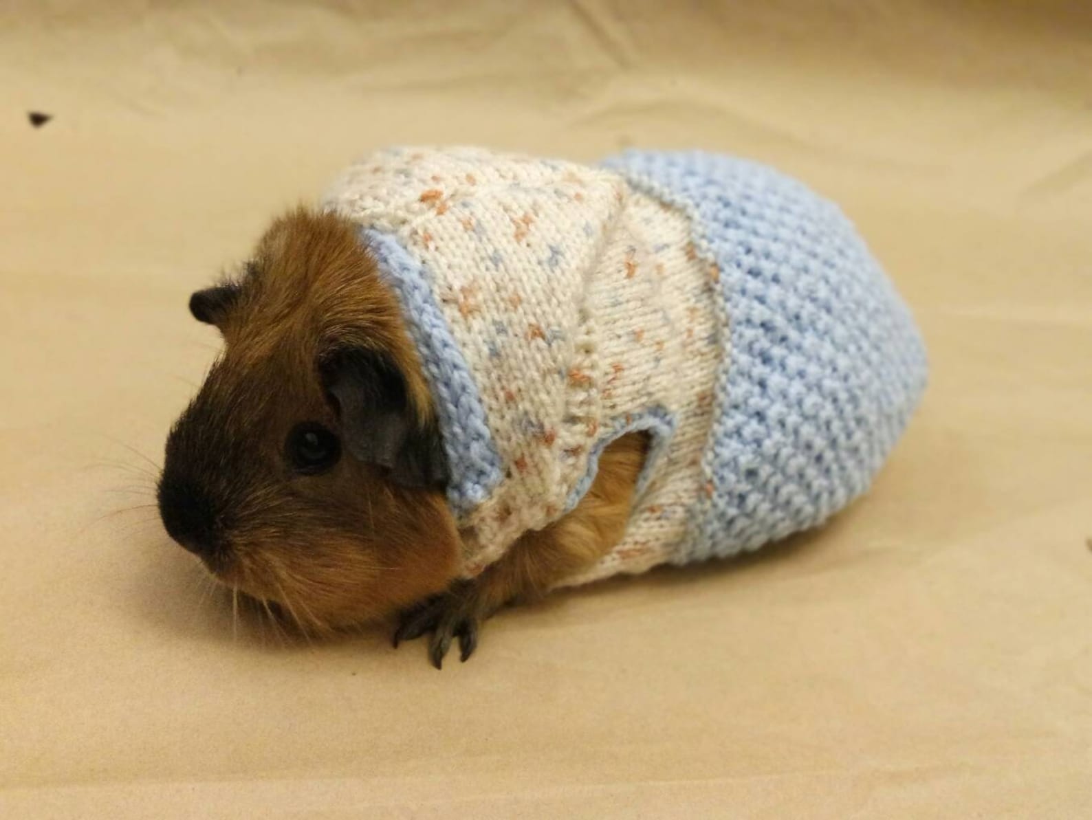 Guinea Pig Blue Clothes Bunny Costume for Skinny Pig Dress Pet Etsy