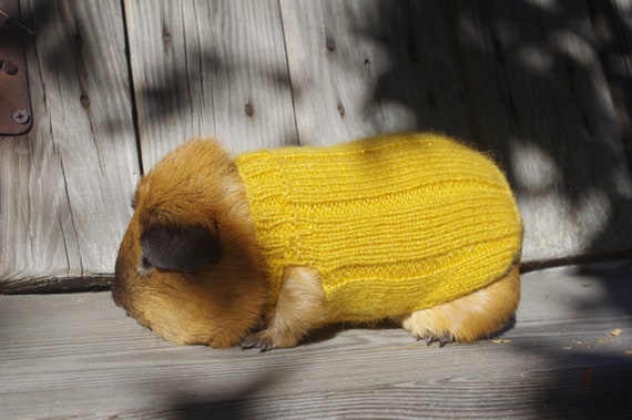 dwarf bunny accessories