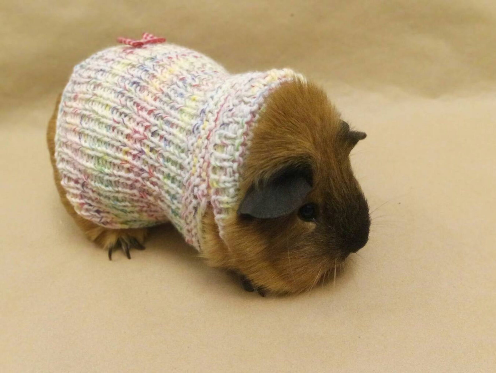 Guinea pig outfit Hairless guinea pig Sweater for bunny pet Etsy