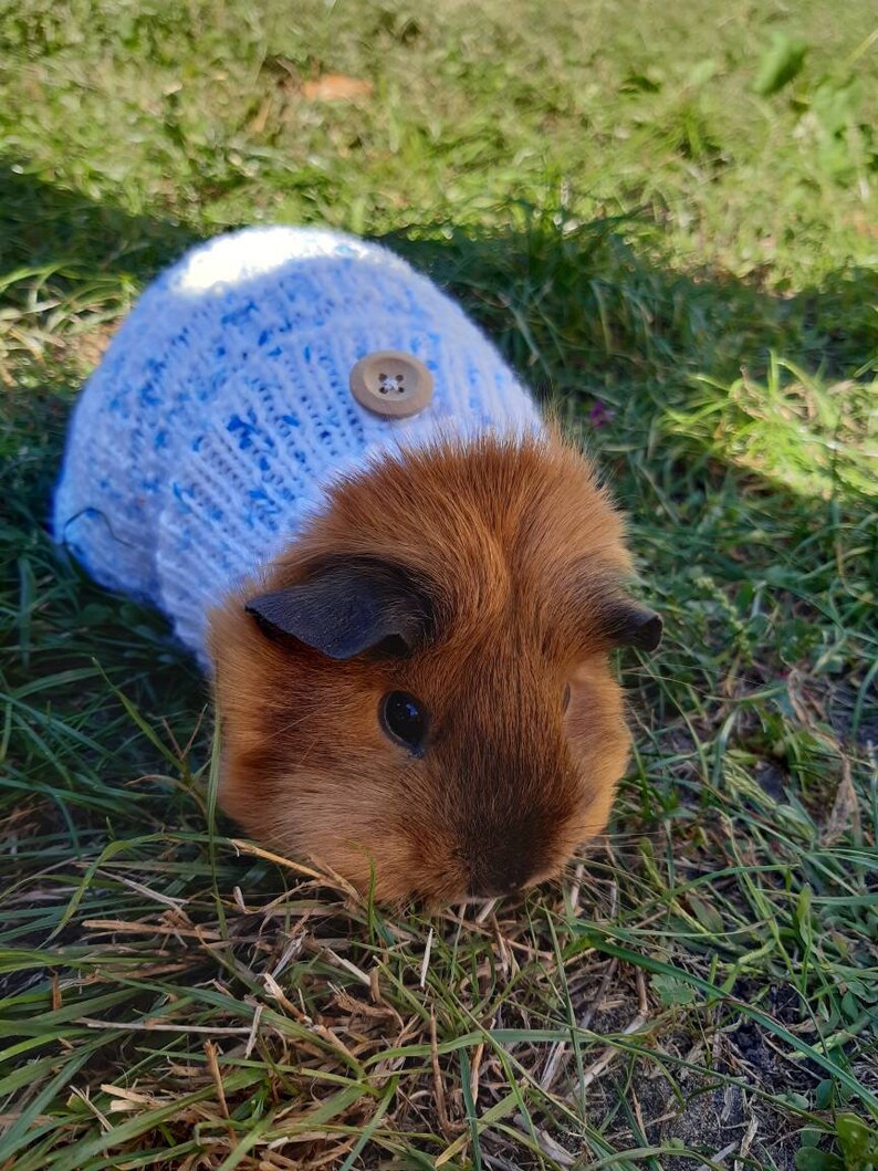 Guinea Pig's Knitted Clothes Blue Sweater for Skinny Pigs Etsy