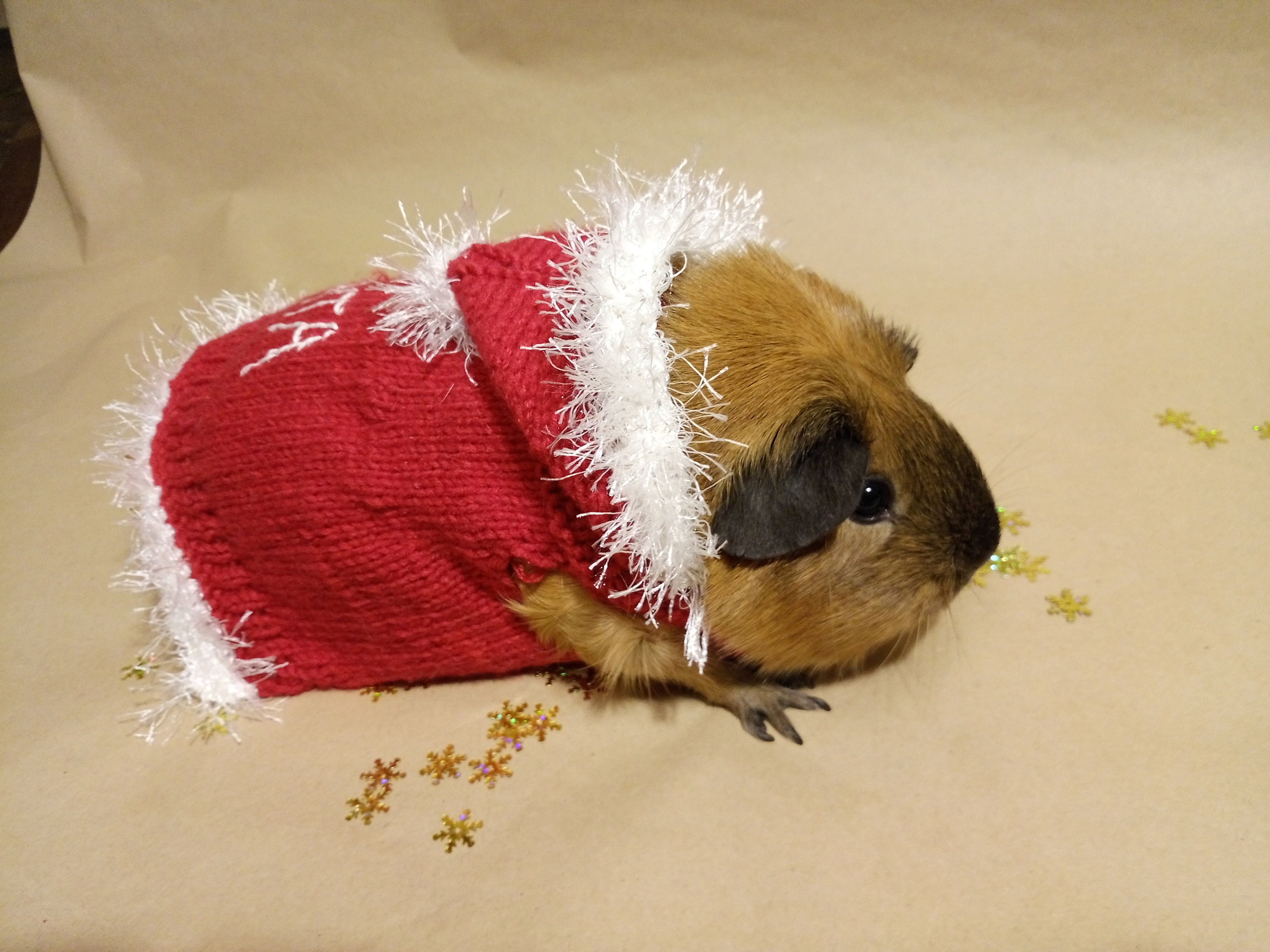 Guinea Pig Red Clothes New Year Pet Cavy Winter Dress Little Etsy