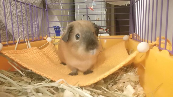 guinea pig cage accessories