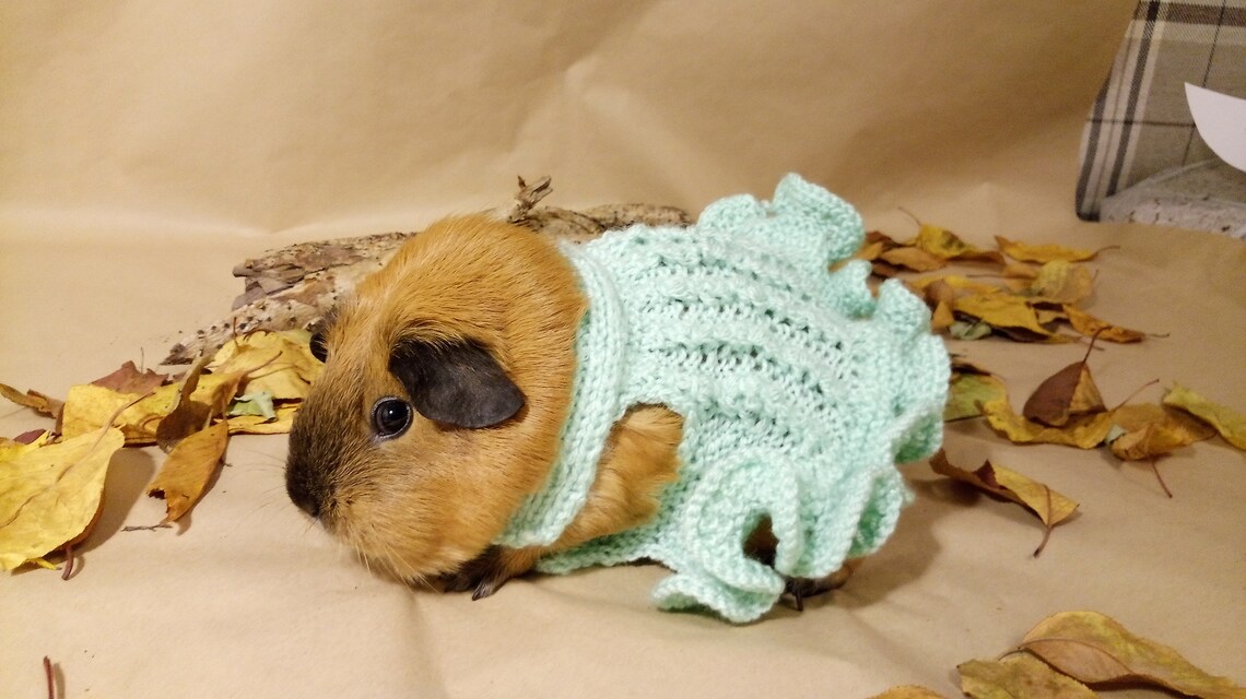 Guinea pig dress Cavy clothes Skinner pig dress Crochet pet Etsy