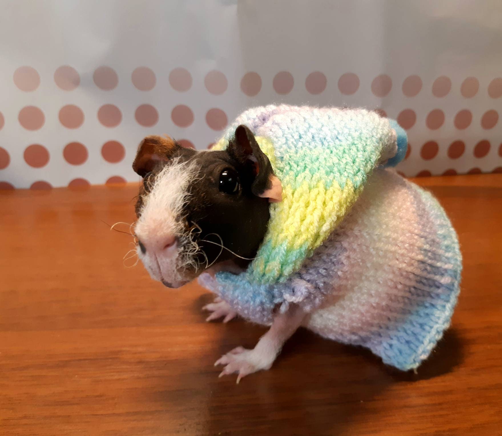 skinny pig with sweater