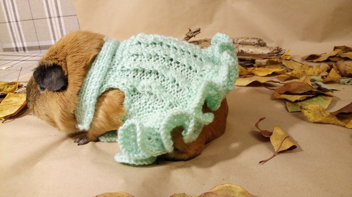 Guinea pig dress Cavy clothes Skinner pig dress Crochet pet Etsy