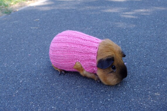 guinea pig outfit