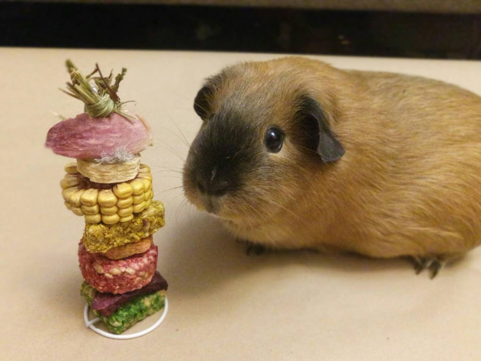 Treat guinea pigs Biscuits bunny rabbits Food for small pets Etsy