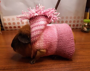 skinny pig with sweater