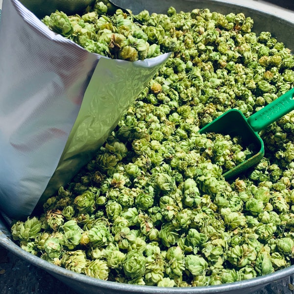 Hops / Whole Leaf Hop / Hop Flowers / Humulus Lupulus / Dried Hops / Craft Beer / Hop Tea / Homebrewed / Farm Fresh  / Hop Pillow