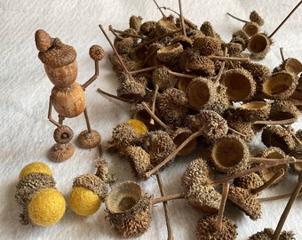 Bur Acorn Caps. Bur Oak Acorn Tops, Acorn Tops, Real Acorn Tops, 50 pcs. Acorn Tops