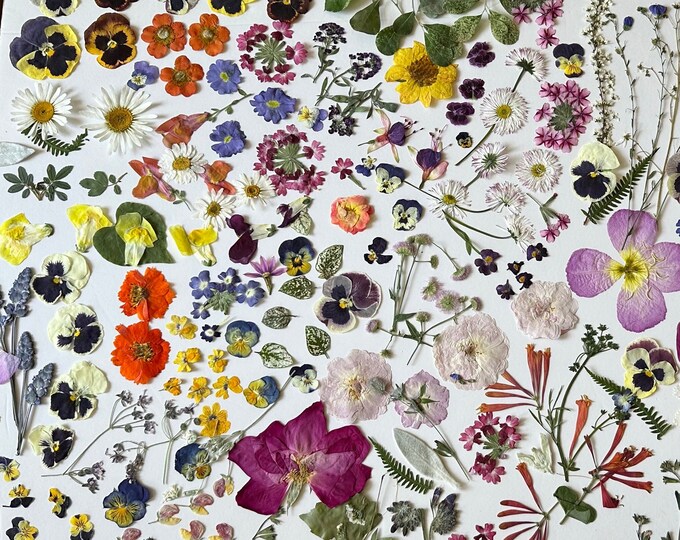 CUSTOM ORDER Foodsafe 'edible' Flowers, Pressed, Dried, for Cakes