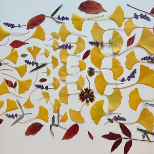 May include: An overhead shot of a collection of pressed leaves and flowers. The arrangement includes bright yellow ginkgo leaves, deep red leaves, sprigs of purple lavender, and a single brown and yellow flower, all against a white background.