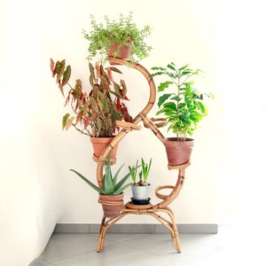 May include: A multi-tiered, bamboo plant stand holds several potted plants. The plants include aloe vera, a leafy green plant, and a plant with red and green spotted leaves. The stand is made of curved bamboo.