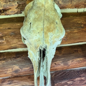cow skull