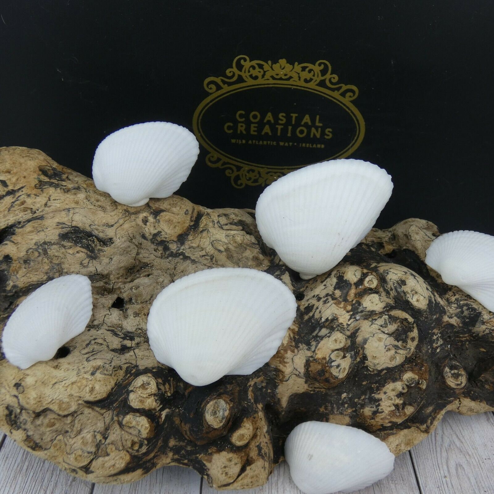 22 White Angel Wing Clam Sea Shells 36cm LITOB Natural Etsy