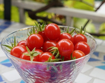 Tomate cerise matt's wild cerise 30 graines ( Facile à cultiver et donne beaucoup de fruits ) Varietié adaptable Balcon, Terrasse, Pot.