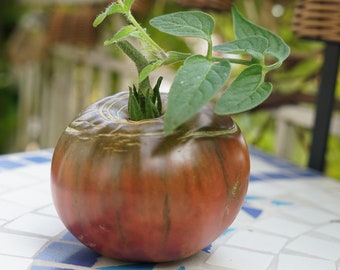 Tomate genre Noire de Crimée (peut-être Black Krim) 20 graines