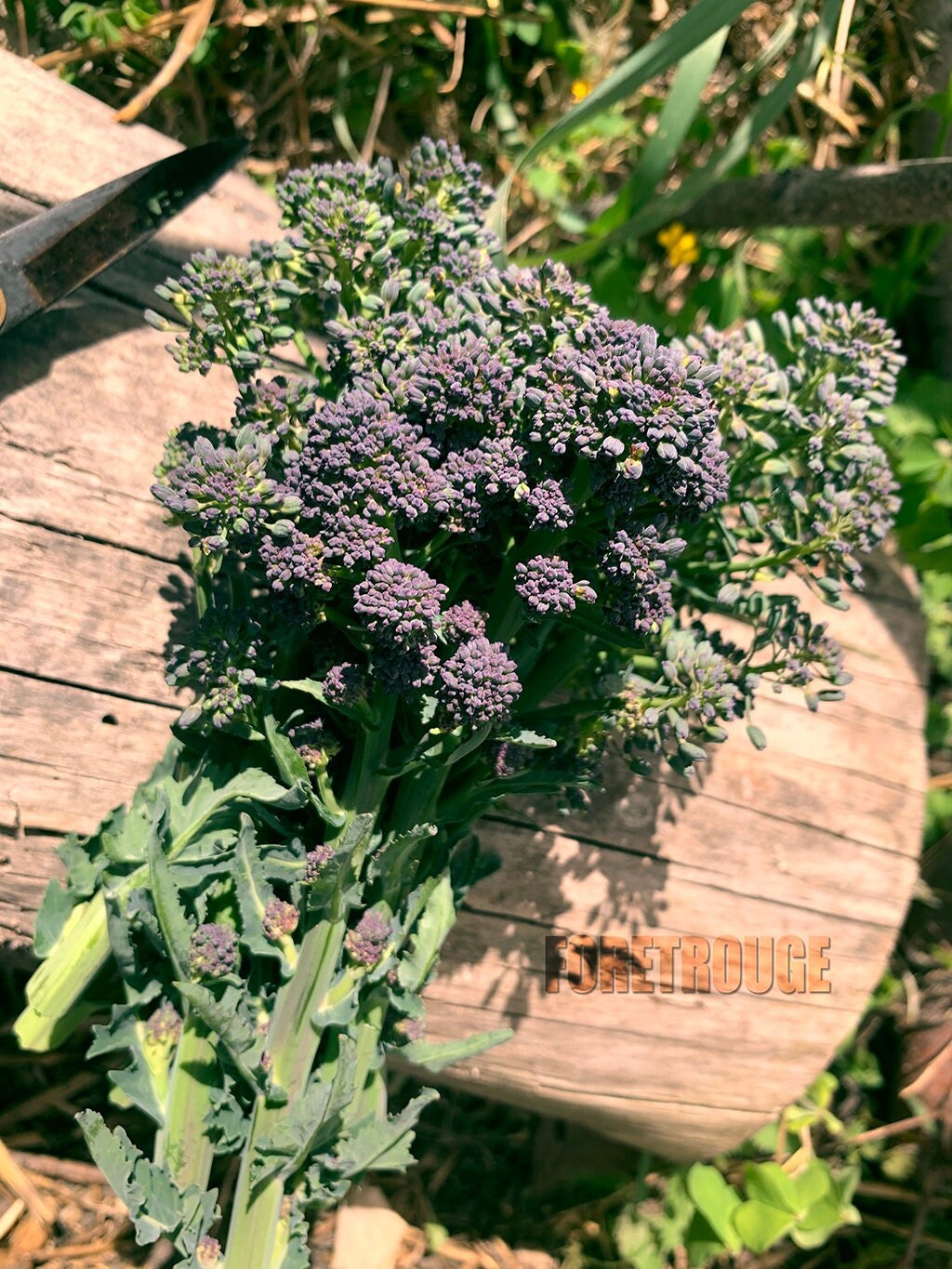 Brocoli Pourpre Précoce, Brassica Oleracea Var. Italica. Cultiver en Méthode Bio Pas de Traitement. 