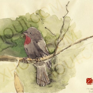 Dessin aquarelle Rouge-gorge de Guadeloupe numérique