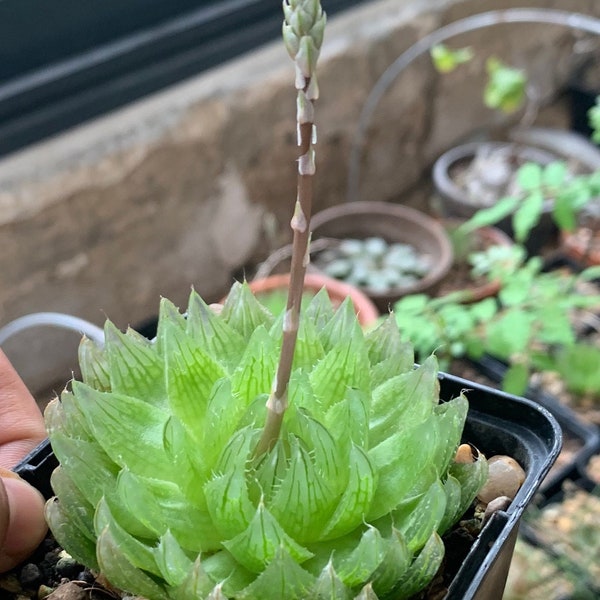 Haworthia cooperi var. image 5~7 cm