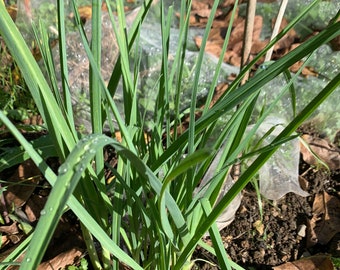 poireaux perpétuels, 10 graines. Méthode de culture biologique.