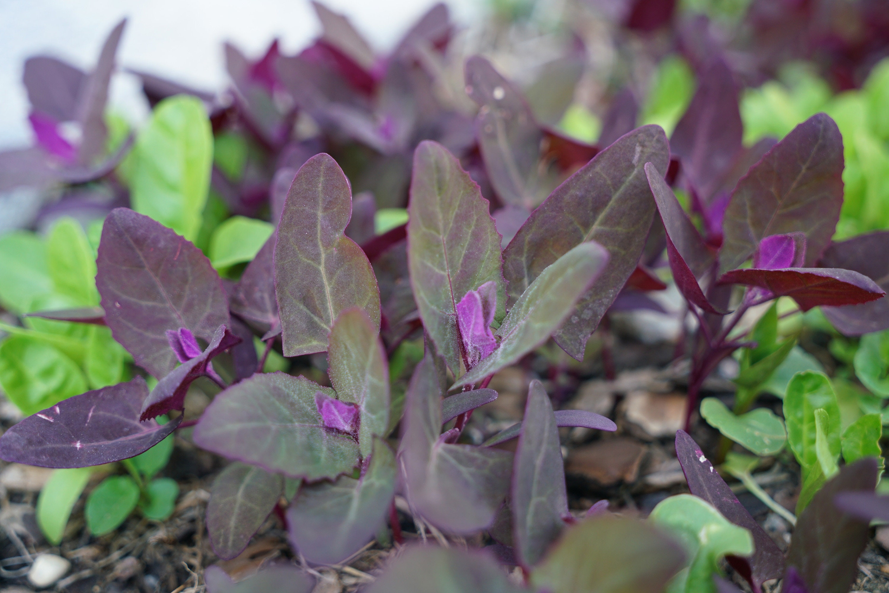 Hortensis Atriplex, Orache Rouge, Arroche Rouge. 100 Graines. Développer Dans La Méthode Bio.