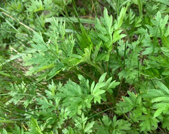 Artemisia vulgaris, herbe médicinale, une bouture de 4 cm avec racines sans pot.