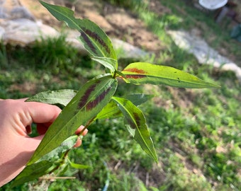 Persicaria odorata, Coriandre vietnamienne perpétuel , trois boutures de 4cm avec racines sans pot.