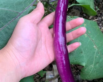 Aubergine asiatique longue et fin. 10 graines