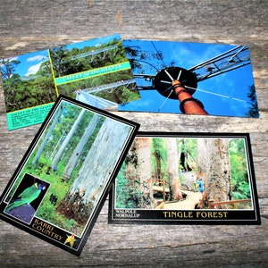 Walpole - Nornalup, Western Australia - Nornalup National Park - Tingle Forest - Valley Of The  Giants - Set of 4 Vintage Postcards - 1990's