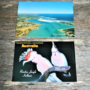 Könnte beinhalten: Zwei weiße Kakadus mit roten und gelben Kämmen sitzen auf einem Ast. Der Hintergrund ist schwarz mit dem Text "Major Mitchell Cockatoos Australia Rainbow Jungle Kalbarri" in weiß.