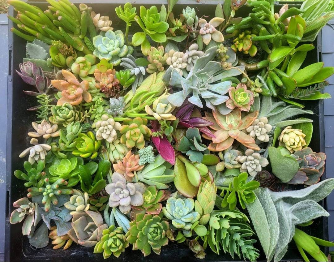 SUCCULENTS CUTTINGS PACK Etsy Australia