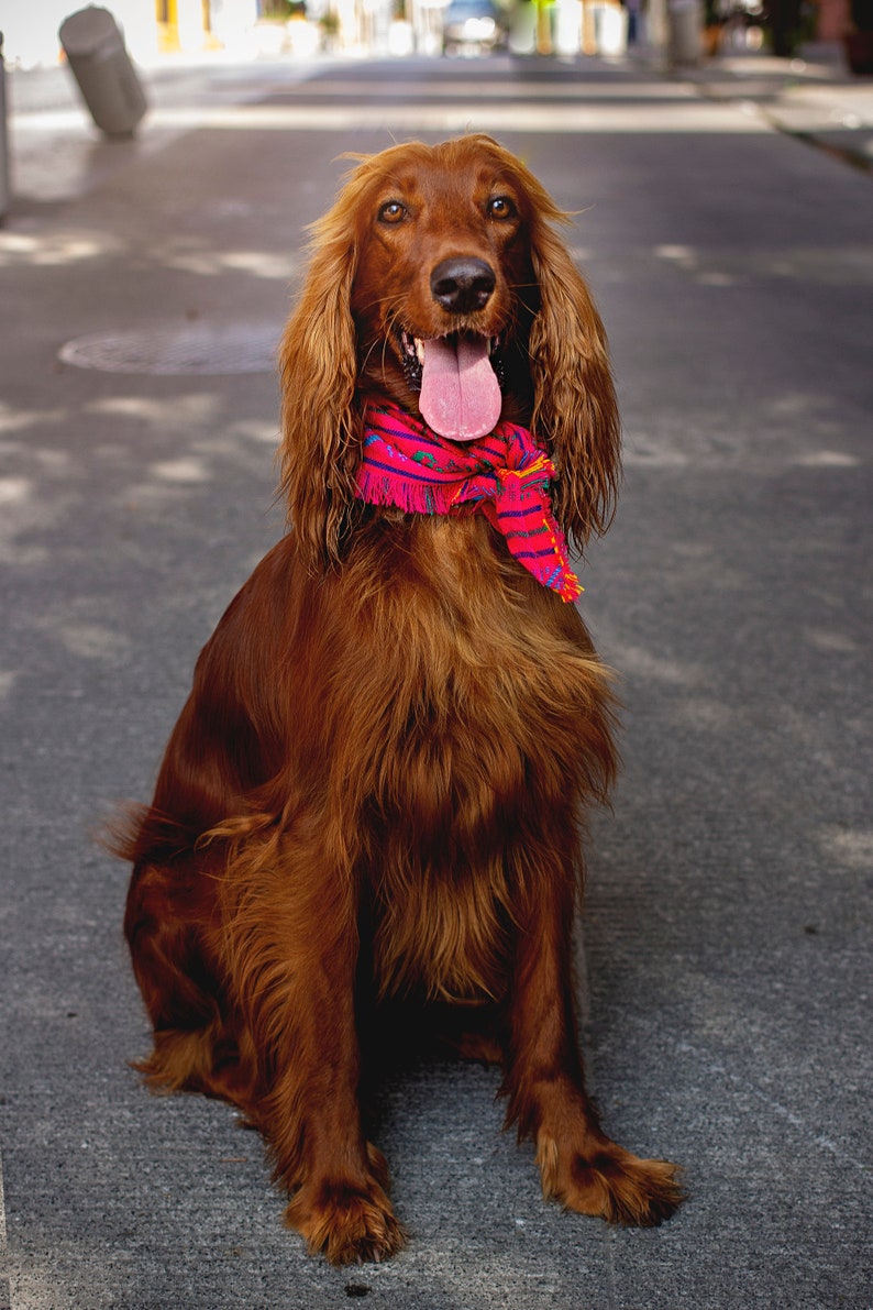 Fall Dog Bandana Boy Dog Bandana, Boho Dog Bandana, Puppy Bandana, Tie