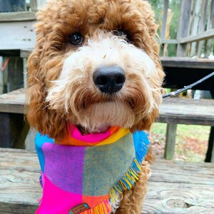 Puede incluir: Un perro marr&oacute;n y blanco con un pa&ntilde;uelo de colores con flecos. El pa&ntilde;uelo tiene cuadrados rosas, azules, amarillos y naranjas.