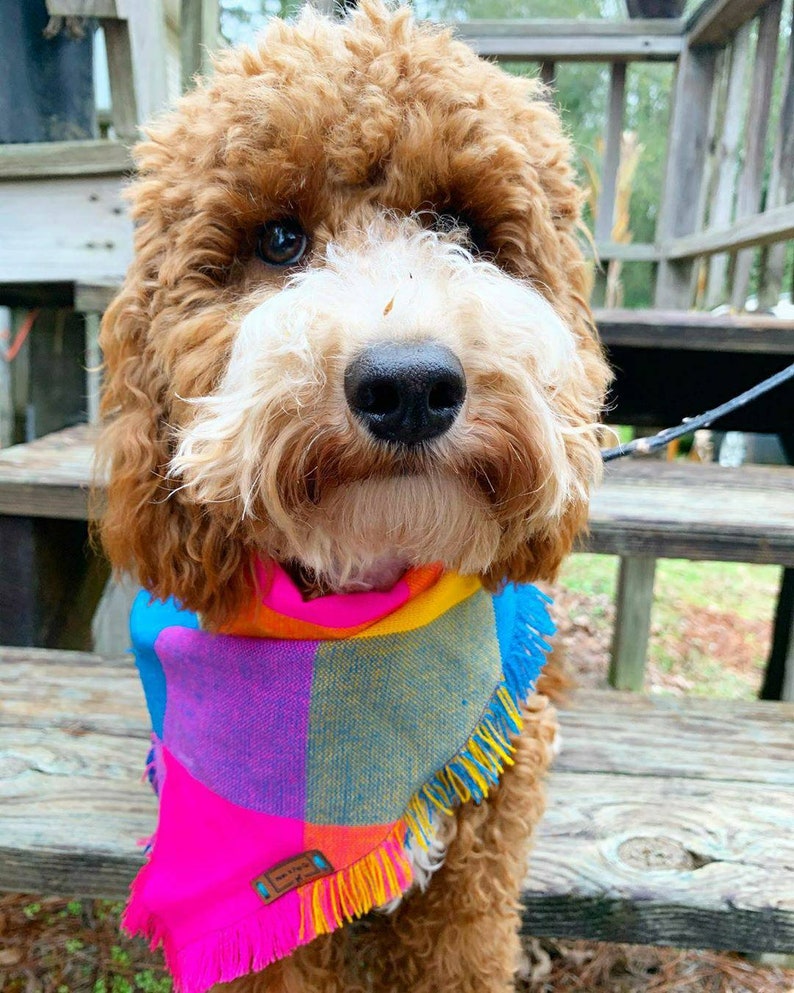 Puede incluir: Un perro marr&oacute;n y blanco con un pa&ntilde;uelo de colores con flecos. El pa&ntilde;uelo tiene cuadrados rosas, azules, amarillos y naranjas.