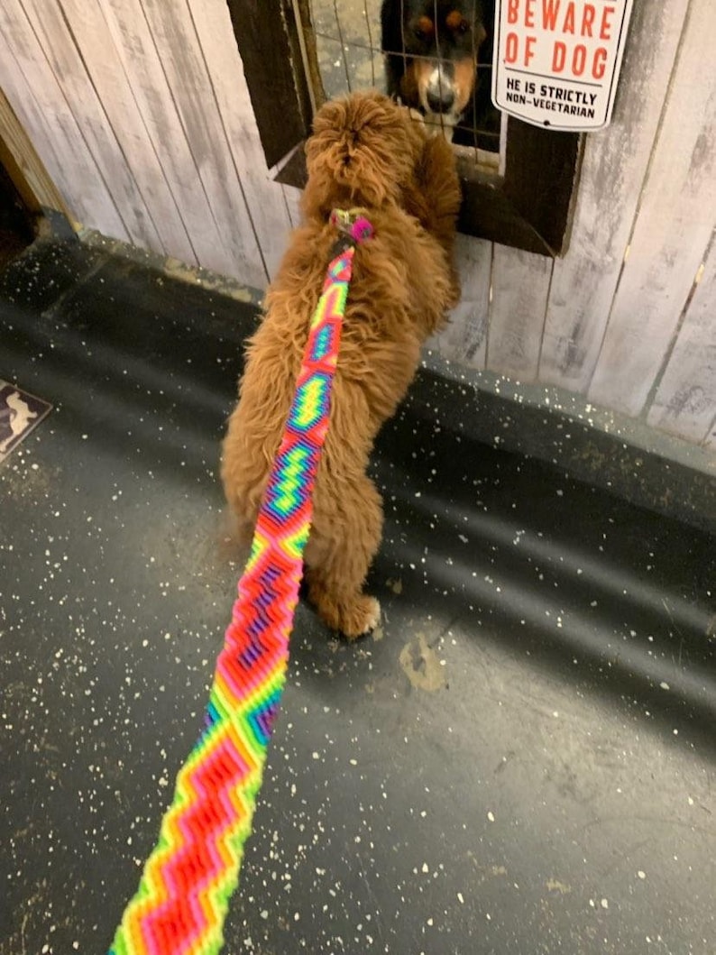 May include: A vibrant, multi-colored woven dog leash featuring a repeating geometric zigzag pattern in neon pink, yellow, green, and blue. The leash is attached to a brown, curly-haired dog standing near a sign that reads BEWARE OF DOG HE IS STRICTLY NON-VEGETARIAN.