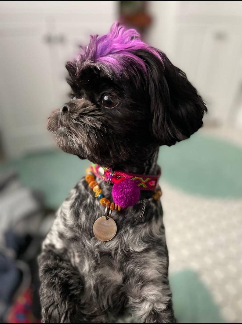 May include: A small dog with black and grey fur and a patch of bright purple hair on its head. The dog wears a pink patterned collar with a purple pom-pom, a beaded necklace with amber-colored beads, and a round metallic identification tag.
