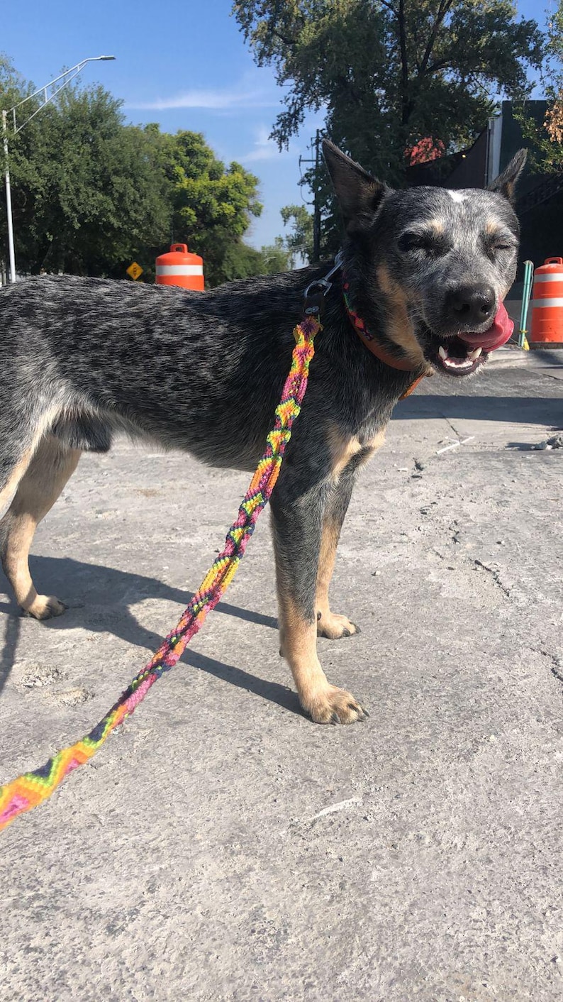 May include: A blue heeler dog with a mottled grey and black coat and tan markings on its legs and face. The dog is wearing a brown collar and is attached to a vibrant, multi-colored braided leash featuring patterns of pink, yellow, and orange.