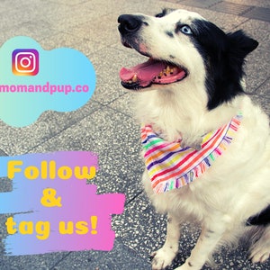 Puede incluir: Un perro blanco y negro con ojos azules que lleva un pa&ntilde;uelo de rayas arco&iacute;ris. El perro est&aacute; sentado en una acera gris. El texto "Follow & tag us!" est&aacute; escrito en una fuente colorida sobre un fondo rosa y azul. El texto "momandpup.co" est&aacute; escrito en negro sobre una nube azul y rosa con el logotipo de Instagram.