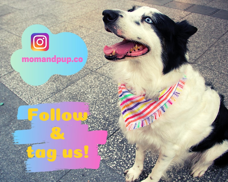 Puede incluir: Un perro blanco y negro con ojos azules que lleva un pa&ntilde;uelo de rayas arco&iacute;ris. El perro est&aacute; sentado en una acera gris. El texto "Follow & tag us!" est&aacute; escrito en una fuente colorida sobre un fondo rosa y azul. El texto "momandpup.co" est&aacute; escrito en negro sobre una nube azul y rosa con el logotipo de Instagram.