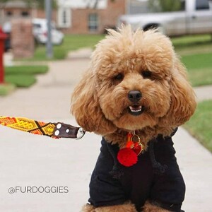 May include: A fluffy apricot-colored poodle wearing a black hooded sweatshirt and a red pom-pom collar charm. The dog is attached to a vibrant orange, yellow, and brown woven leash with a brown leather attachment. The text @FURDOGGIES is visible.
