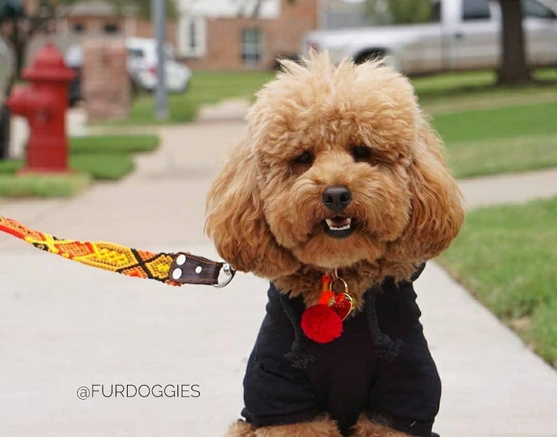 May include: A fluffy apricot-colored poodle wearing a black hooded sweatshirt and a red pom-pom collar charm. The dog is attached to a vibrant orange, yellow, and brown woven leash with a brown leather attachment. The text @FURDOGGIES is visible.