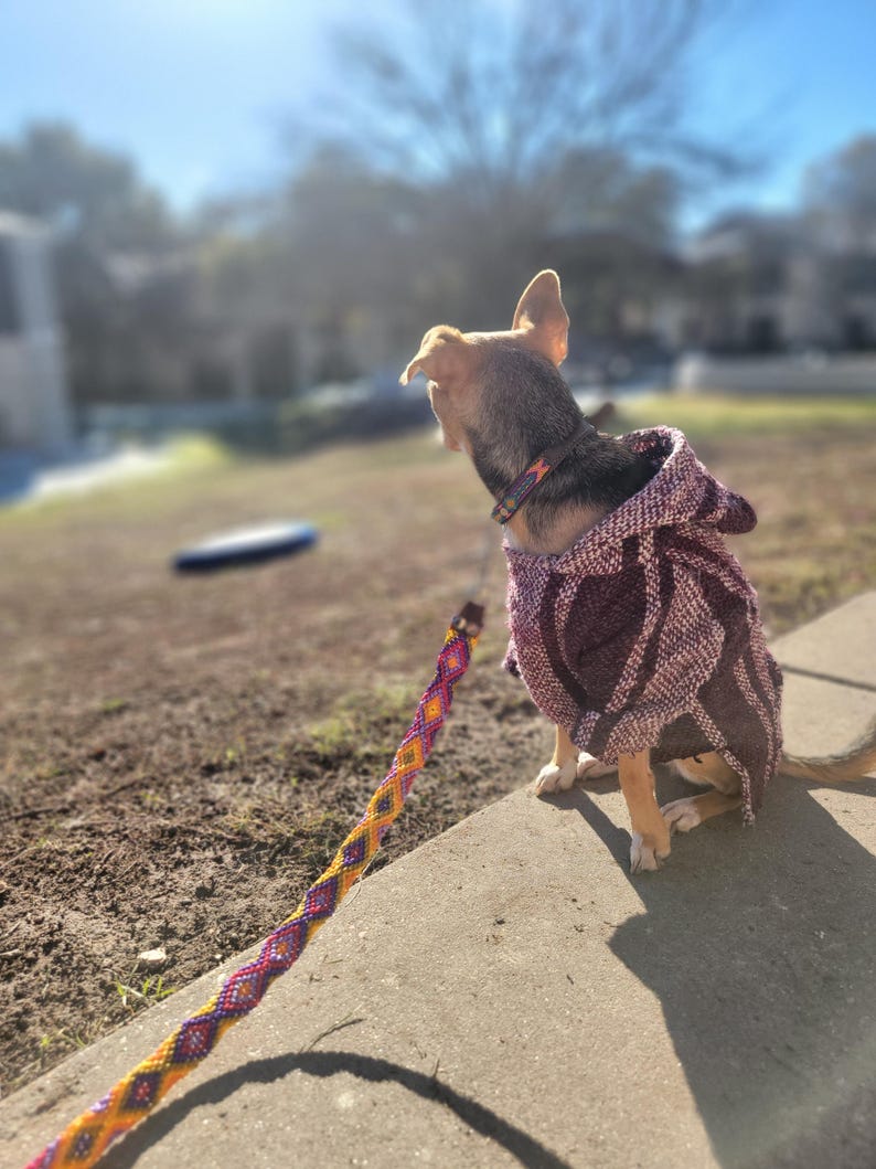 May include: A small dog wearing a textured, hooded poncho in shades of dark purple and white, attached to a vibrant, multi-colored woven leash featuring a repeating diamond pattern in orange, purple, and yellow, viewed from behind.