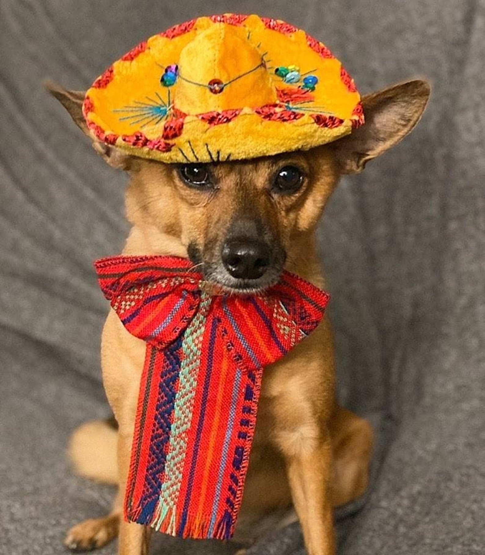 Dog Costume Mariachi dog costume halloween dog costume cat Etsy