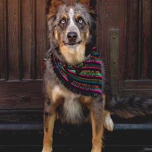 May include: A medium-sized dog with blue eyes and a colorful patterned scarf. The dog has a mix of brown, gray, and white fur and is sitting in front of a wooden door. The scarf features black, pink, green, and orange designs.