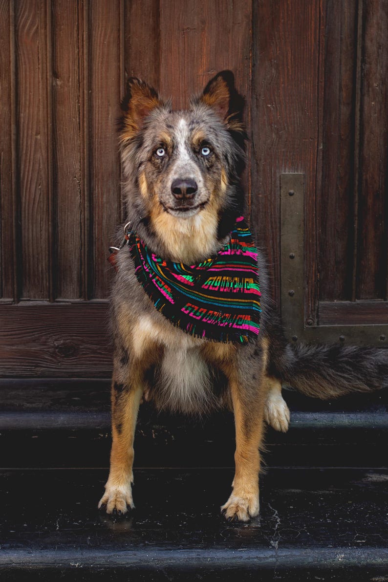 May include: A medium-sized dog with blue eyes and a colorful patterned scarf. The dog has a mix of brown, gray, and white fur and is sitting in front of a wooden door. The scarf features black, pink, green, and orange designs.