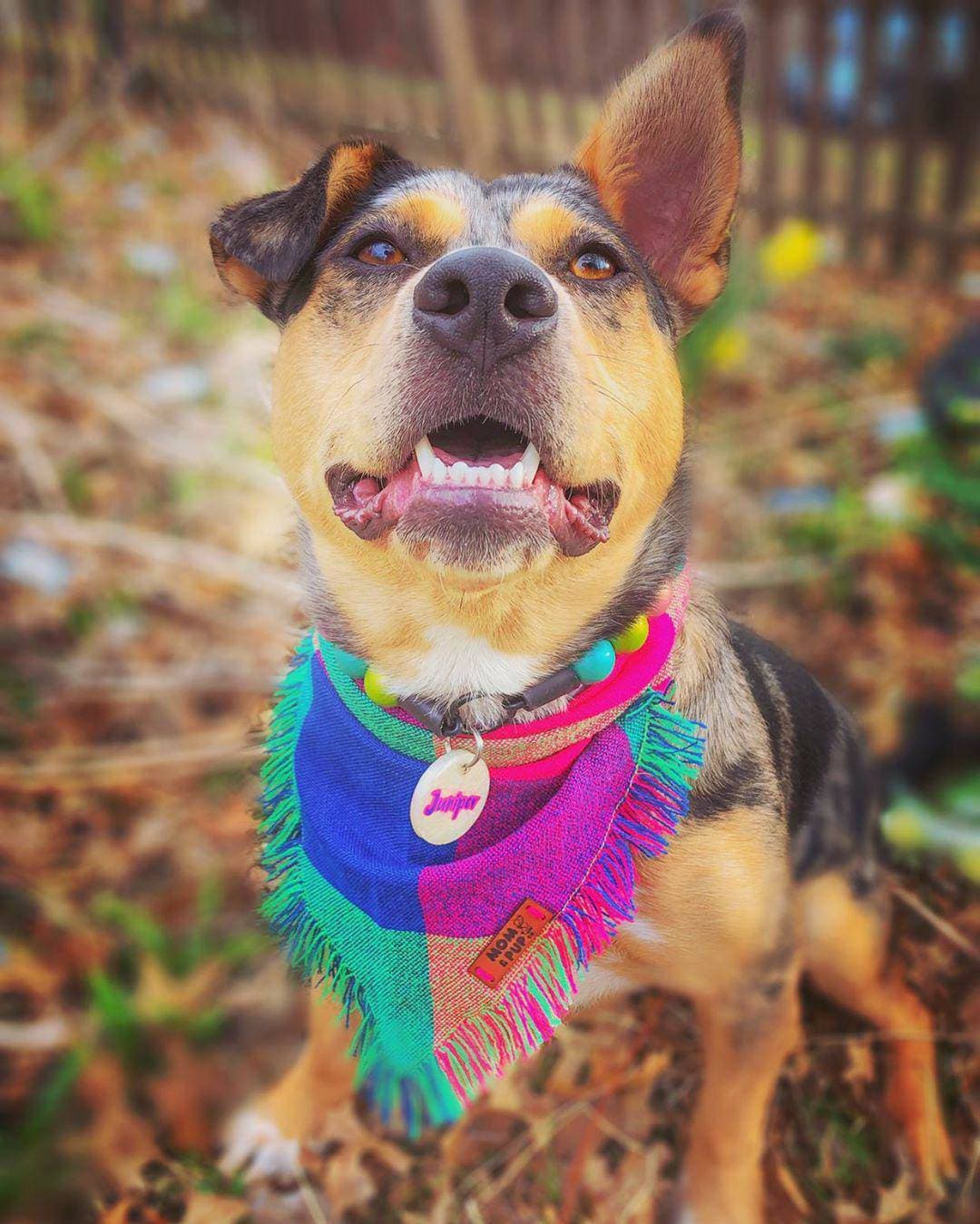 Dog bandana boy dog bandana girl dog bandana puppy Etsy