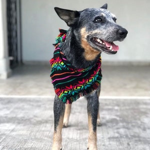 May include: A blue heeler dog wearing a colorful, patterned scarf. The scarf is black with a geometric design in shades of red, green, yellow, and blue. The dog is standing and looking to the right, with its mouth open.