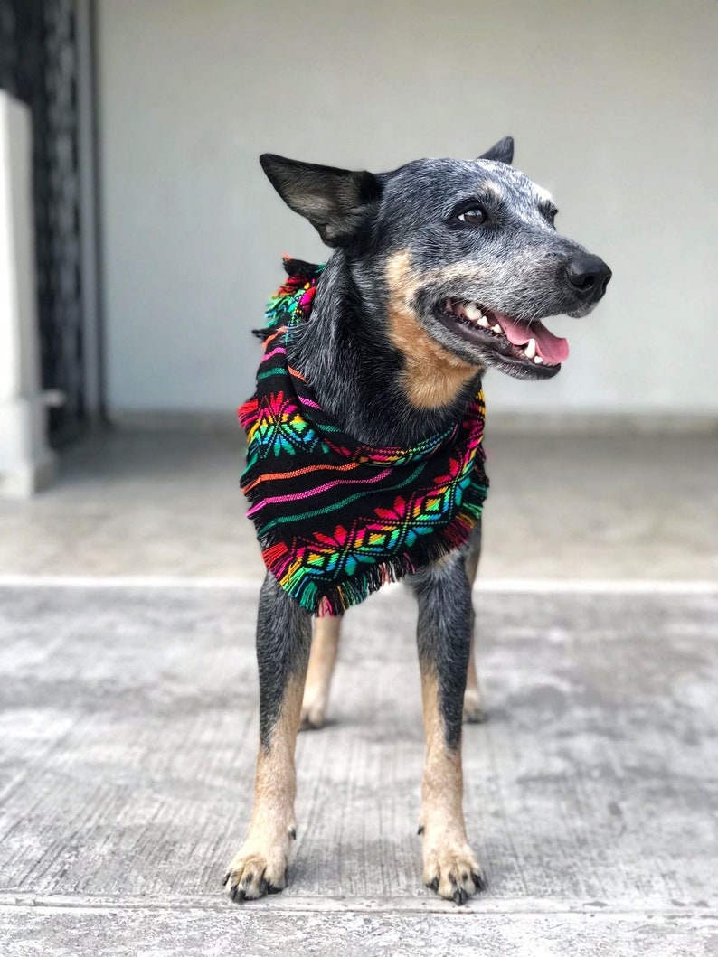 May include: A blue heeler dog wearing a colorful, patterned scarf. The scarf is black with a geometric design in shades of red, green, yellow, and blue. The dog is standing and looking to the right, with its mouth open.