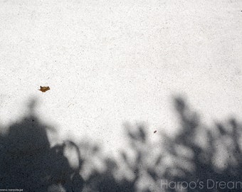 Sunny morning, the shadow of a tree photo, fine art photography, The Space Between, Harpo's Dream